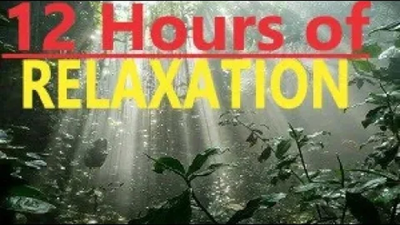 Rainforest Jungle Morning Rain Sounds Relax Sleep Meditate Focus Work Study DeStress Soothe Baby