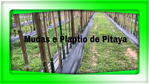 Mudas e Plantio de Pitaya