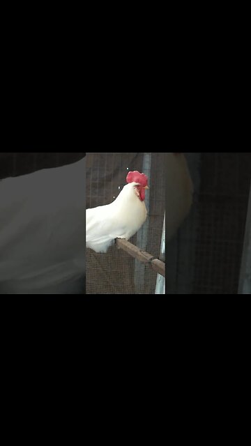 Mr.Rooster 🐓living up to his name and ROOSTING #lol #cute #funny #animal #nature #wildlife #trailcam