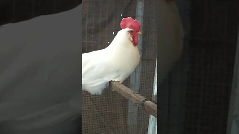 Mr.Rooster 🐓living up to his name and ROOSTING #lol #cute #funny #animal #nature #wildlife #trailcam