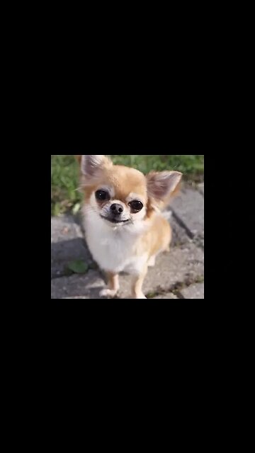 What This Chihuahua Does Is Sure to Make You Laugh!