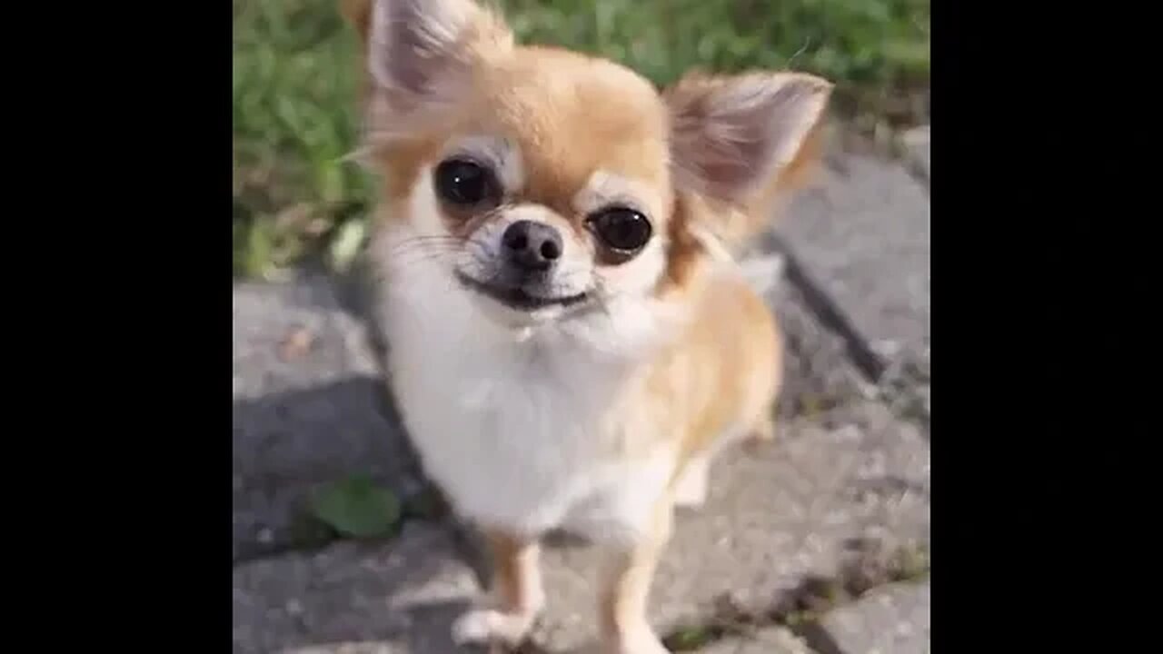 What This Chihuahua Does Is Sure to Make You Laugh!
