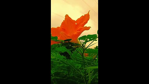 Beauty of Flower