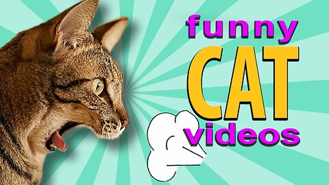 Funny cat videos 2023