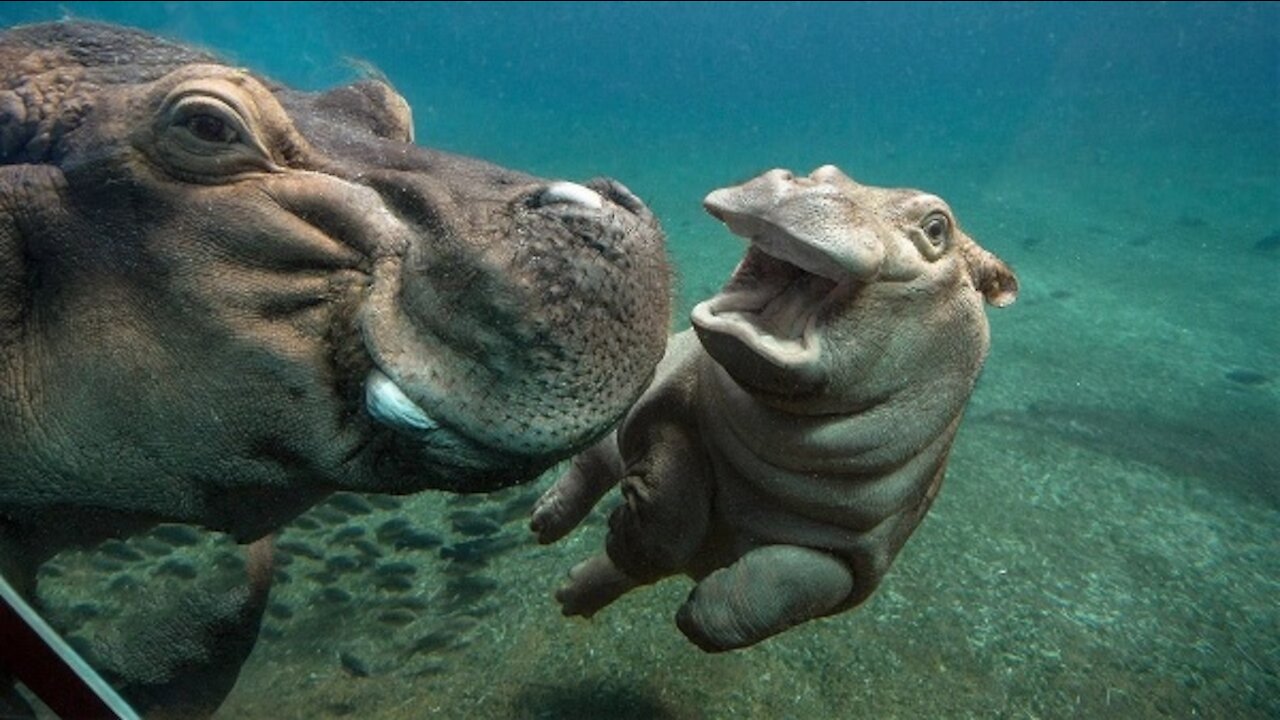 Cute Compilation of Baby Hippopotamus or Hippos Swimming and Playing.