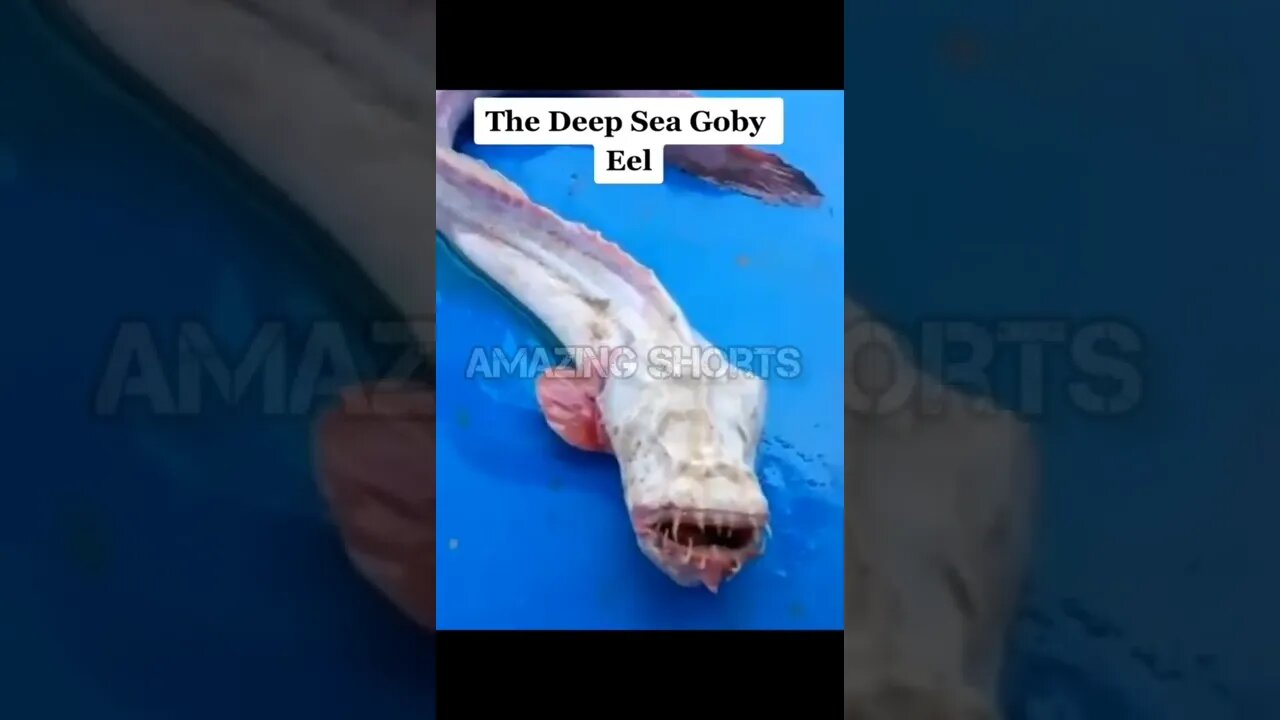 The Deep Sea Goby Eal #shorts #short #shortvideo