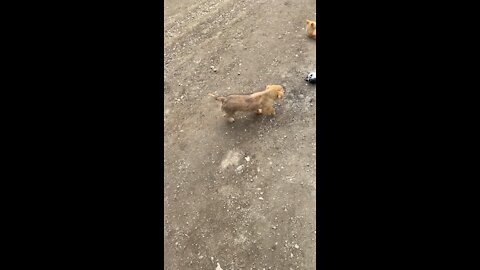 Doggy tries to intervene cats’ wrestle.