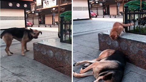 Cat Attacks Sleeping Dog😂