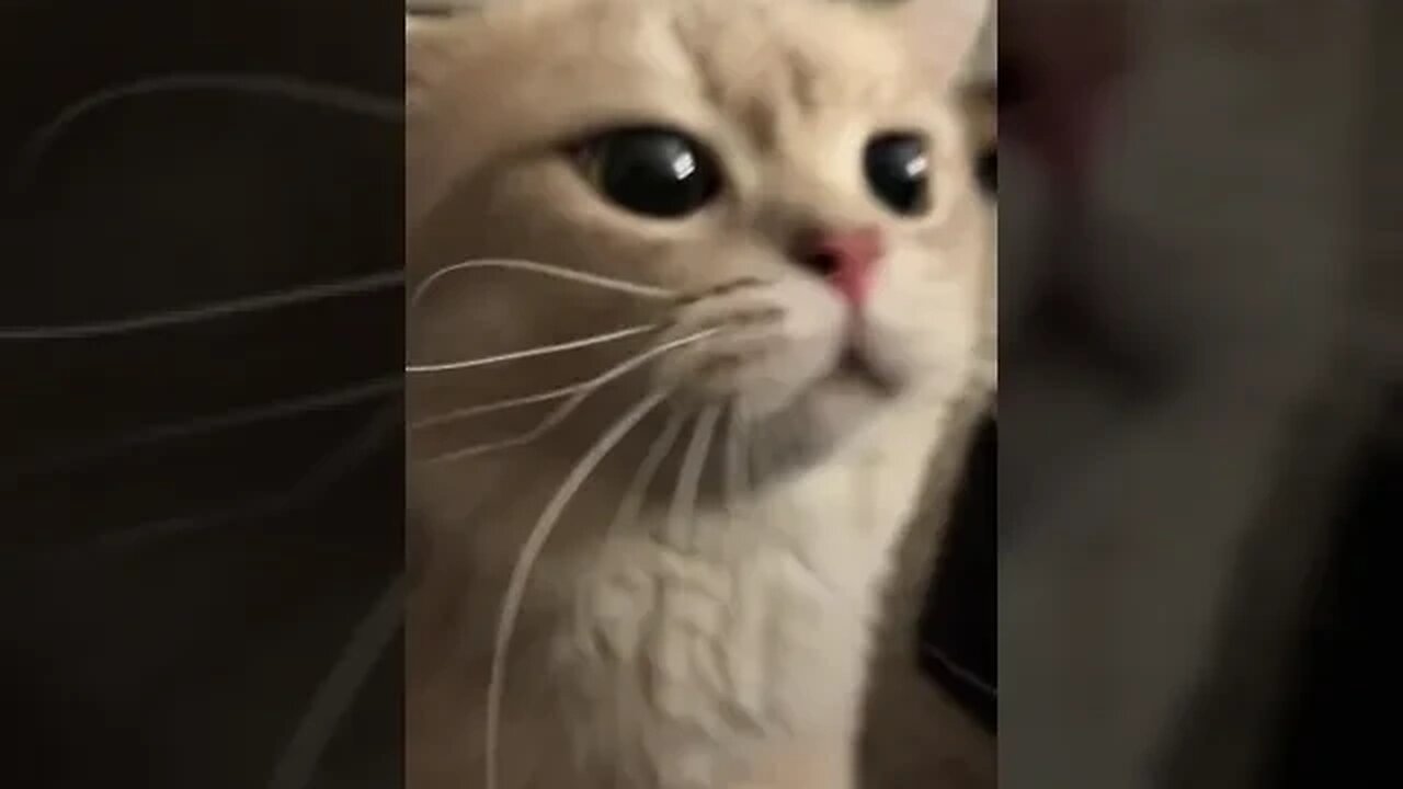 CAT VIDEO