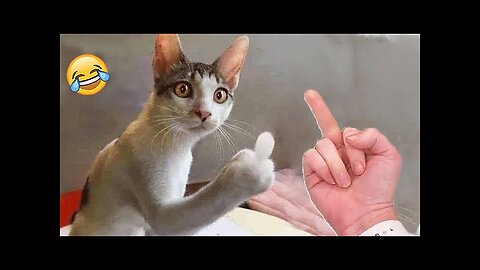 funny videos 🤣 animals