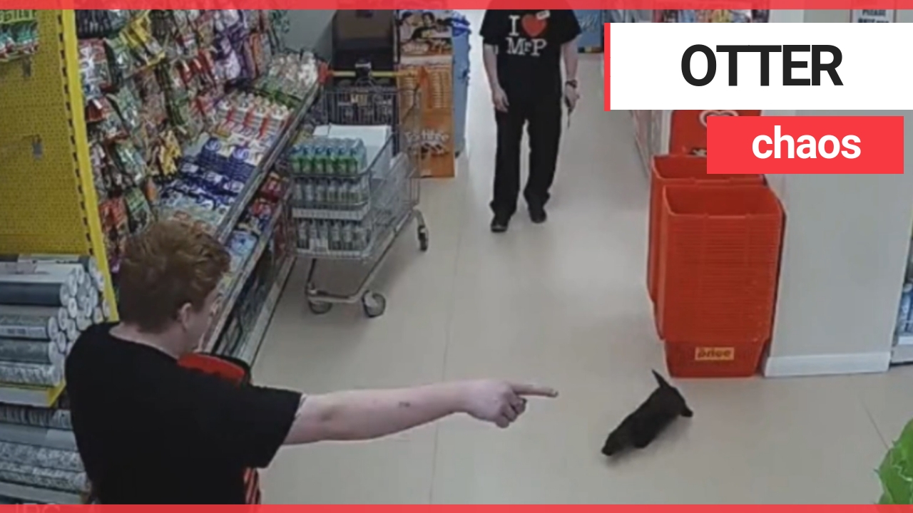 Otter was caught on CCTV wandering around a supermarket