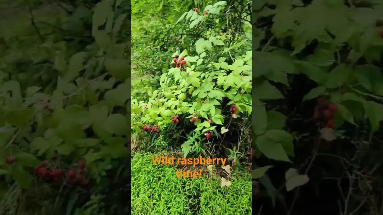 #farmstead #shortsfeed #raspberry #wild #shorts