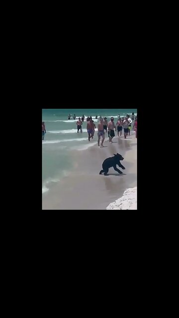 Video shows beachgoers amazed to see a black bear swimming alongside them in Destin...