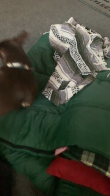 Chihuahua chester pumped up