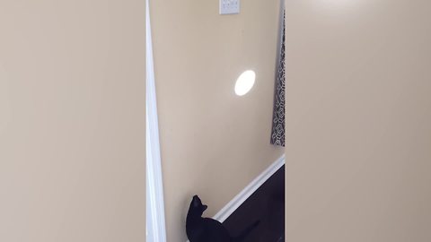 A Hilarious Cat Chases A Spot of Light On A Wall