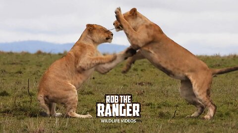 Lions Play In The Morning | Maasai Mara Safari | Zebra Plains