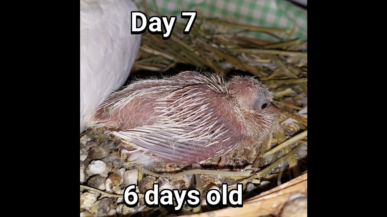 Ringneck Dove just one baby, I lost one day 07