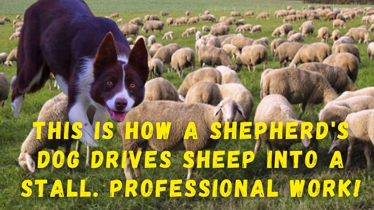 This is how a shepherd's dog drives sheep into a stall. Professional work!