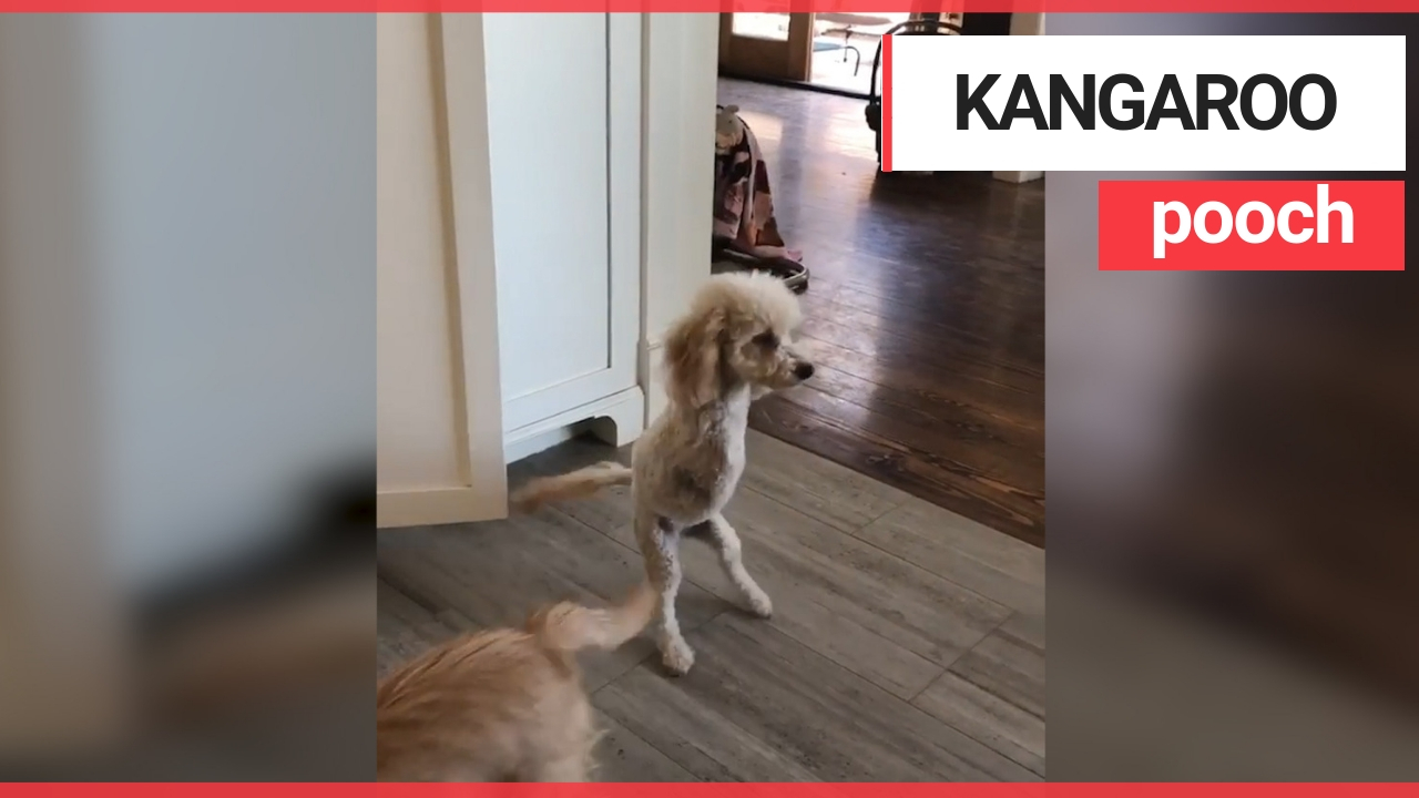 Poodle hops around like a KANGAROO after losing its two front legs