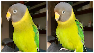 Cheerful parrot dances and whistles on owner's shoulder