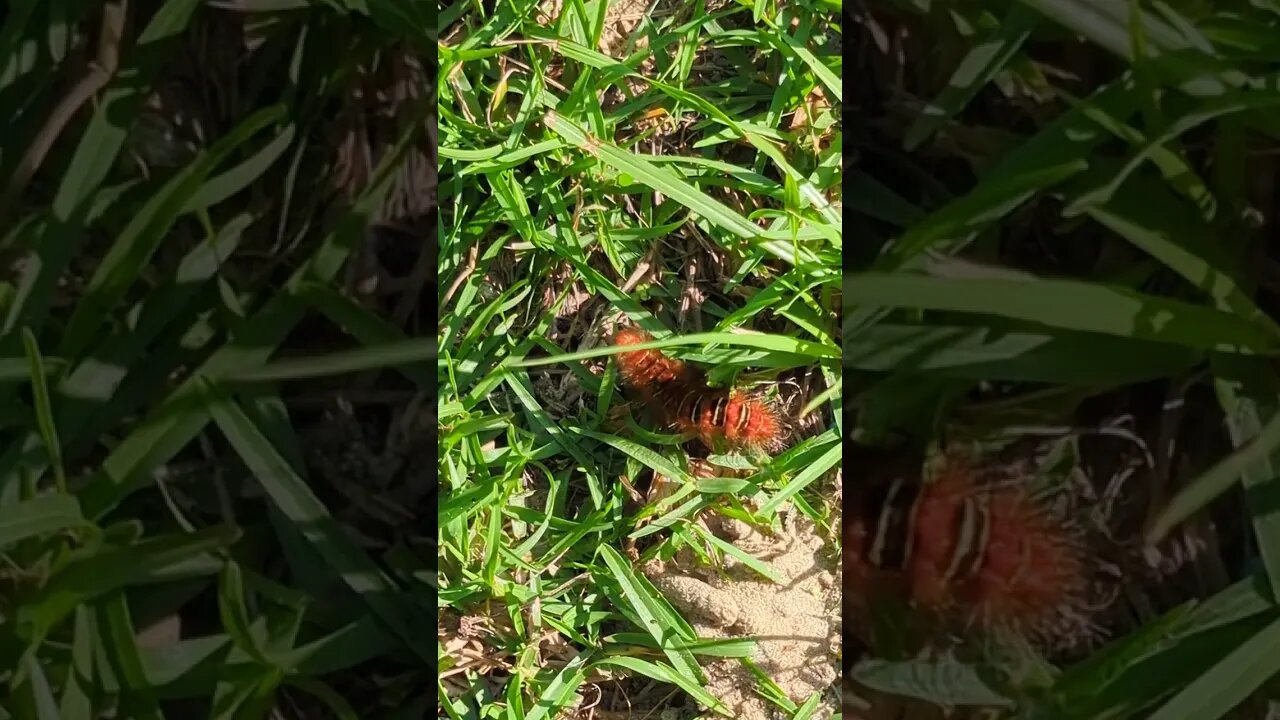 Is it POISONOUS? #shorts #nature