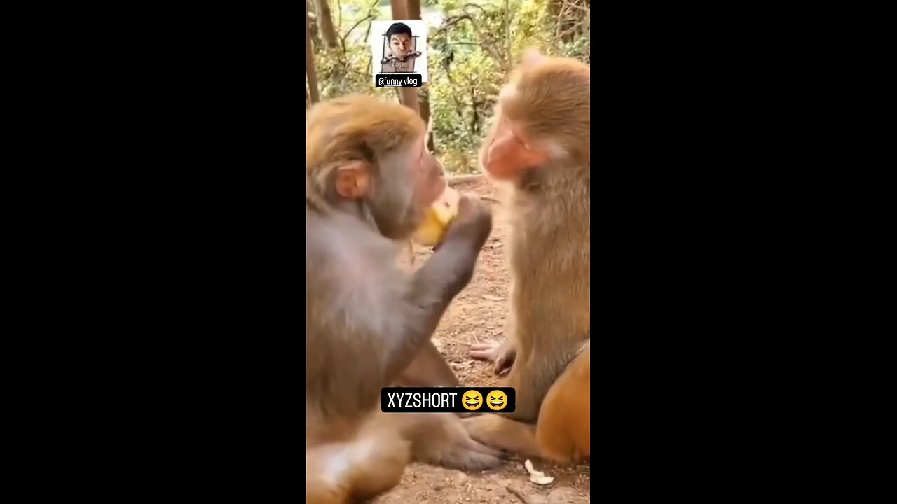 monkeys fun animals 😁