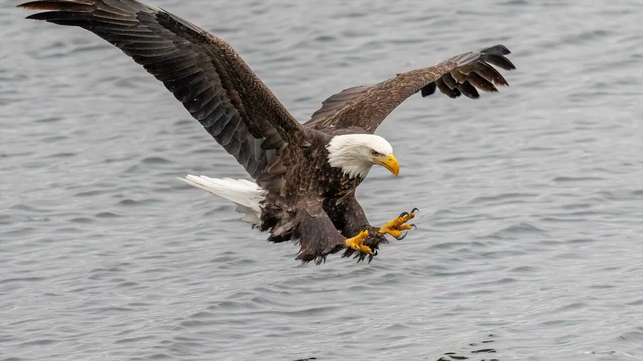 Bald Eagle Snagging a Fish, Coeur d'Alene Lake, Sony A1/Sony Alpha1, 4k