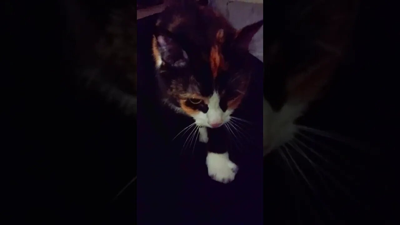 Cat Kneading at Night