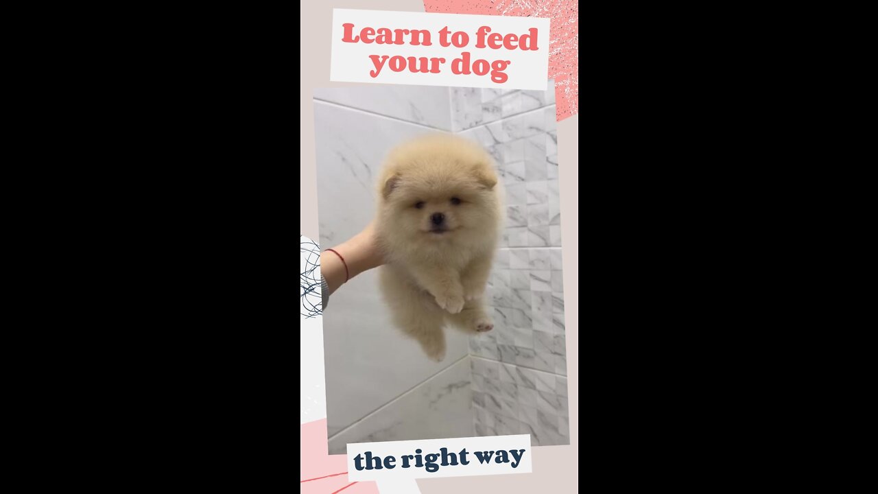 HOW TO FEED YOUR DOG - taking a shower