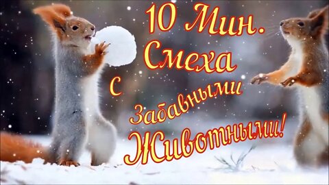 Смешные Животные Из Тик Ток 5 Funny Animals From TikTok Юмор