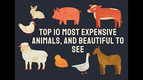 SHOCKING! TOP 10 MOST EXPENSIVE ANIMALS