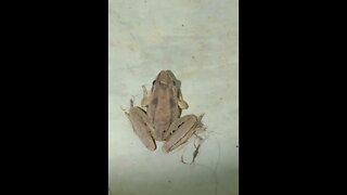 You know it's wet when ..... Late night frog visitor 🐸