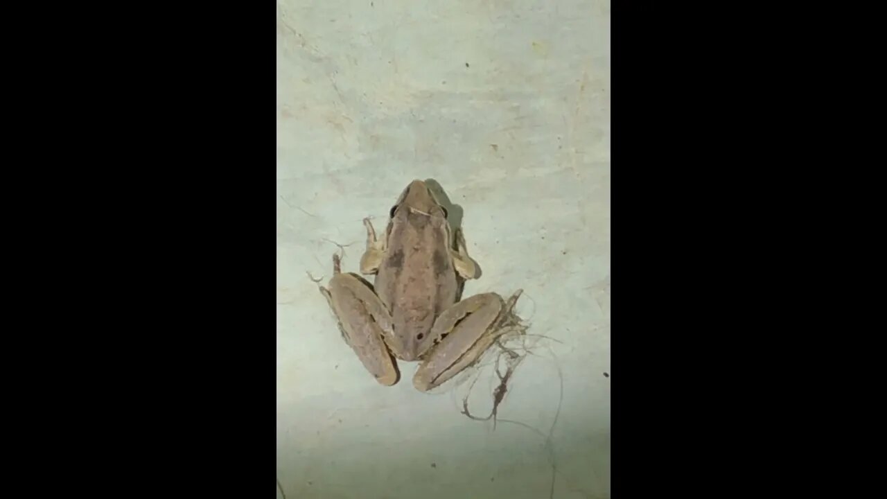 You know it's wet when ..... Late night frog visitor 🐸