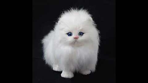 So Cute Cats we all love