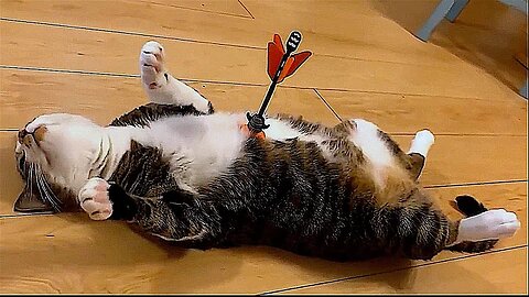 Funny Animal Videos 2023 😂 - Funniest Cats And Dogs Video 😺