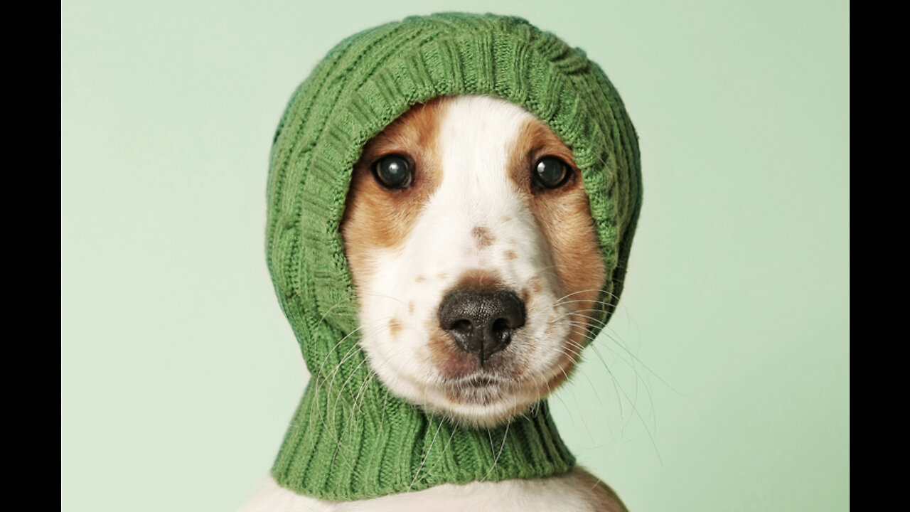 New Funny Dog Videos 2022 : Cute Dog Compilation