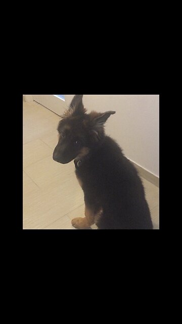 German Shepherd puppy greeting owner