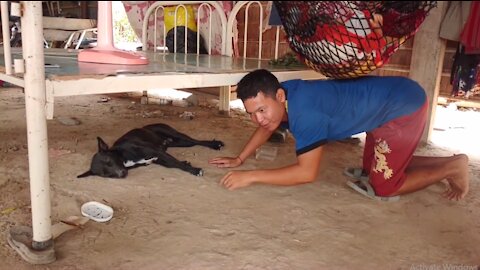 Wow Nice!!! Kiss Prank on Dog...Try To Stop Laugh Challenge 2021