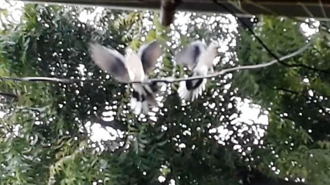 Two Birds Fighting Each Other Exclusive Battle of Birds