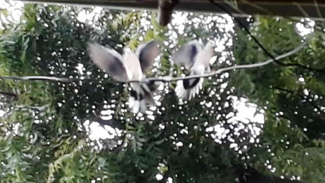 Two Birds Fighting Each Other Exclusive Battle of Birds