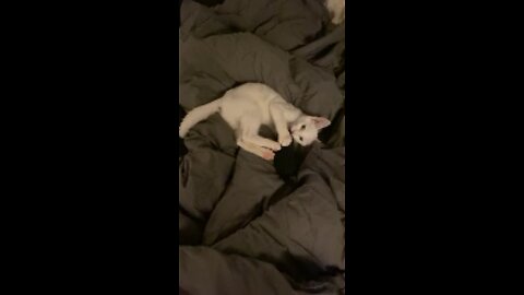 Cutest kitty you’ll see today