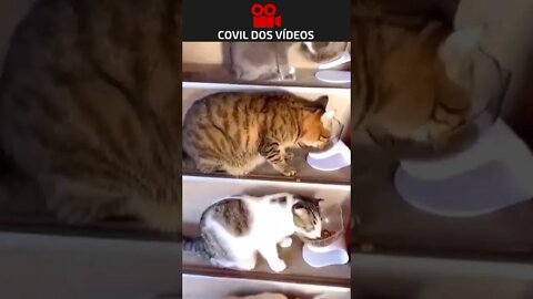 imagine a despesa com a ração