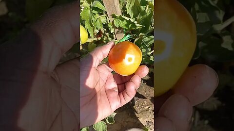 Мои Помидоры растут и выращиваются без теплицы😱😃|#farming #food #video #plants #viral #vlog #like