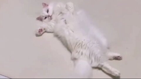 Funny Cats and Dogs Videos 😺🐶 🙀 🐶 😹 #funny #dogs #cats