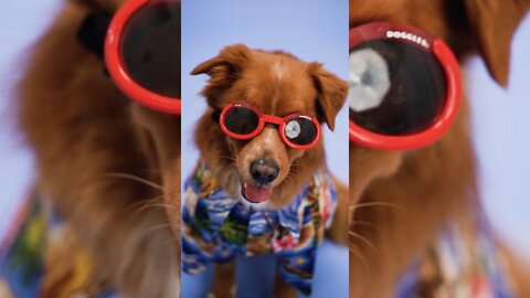 FUNNY DOG REACTION