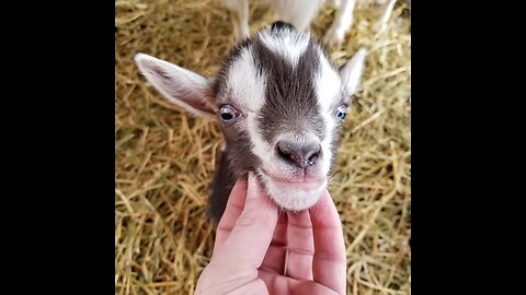 Goat Kids! 2021 Kidding Season