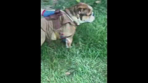 Bucking Bronco Bulldog Puppy (old town road)