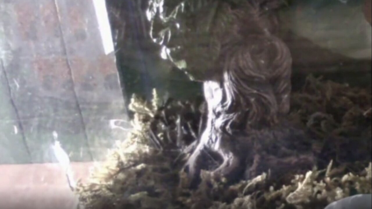 Relax. This spider stream goes at its own carapace.