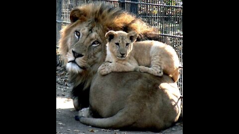 smmall lion cubs annoy their sleeping fathers