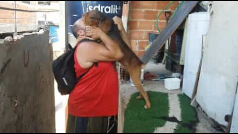 Un chien attend son maître pour lui faire un câlin